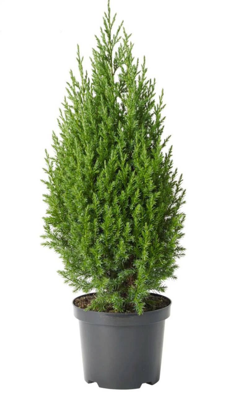 Tuja plant (Thuja occidentalis)